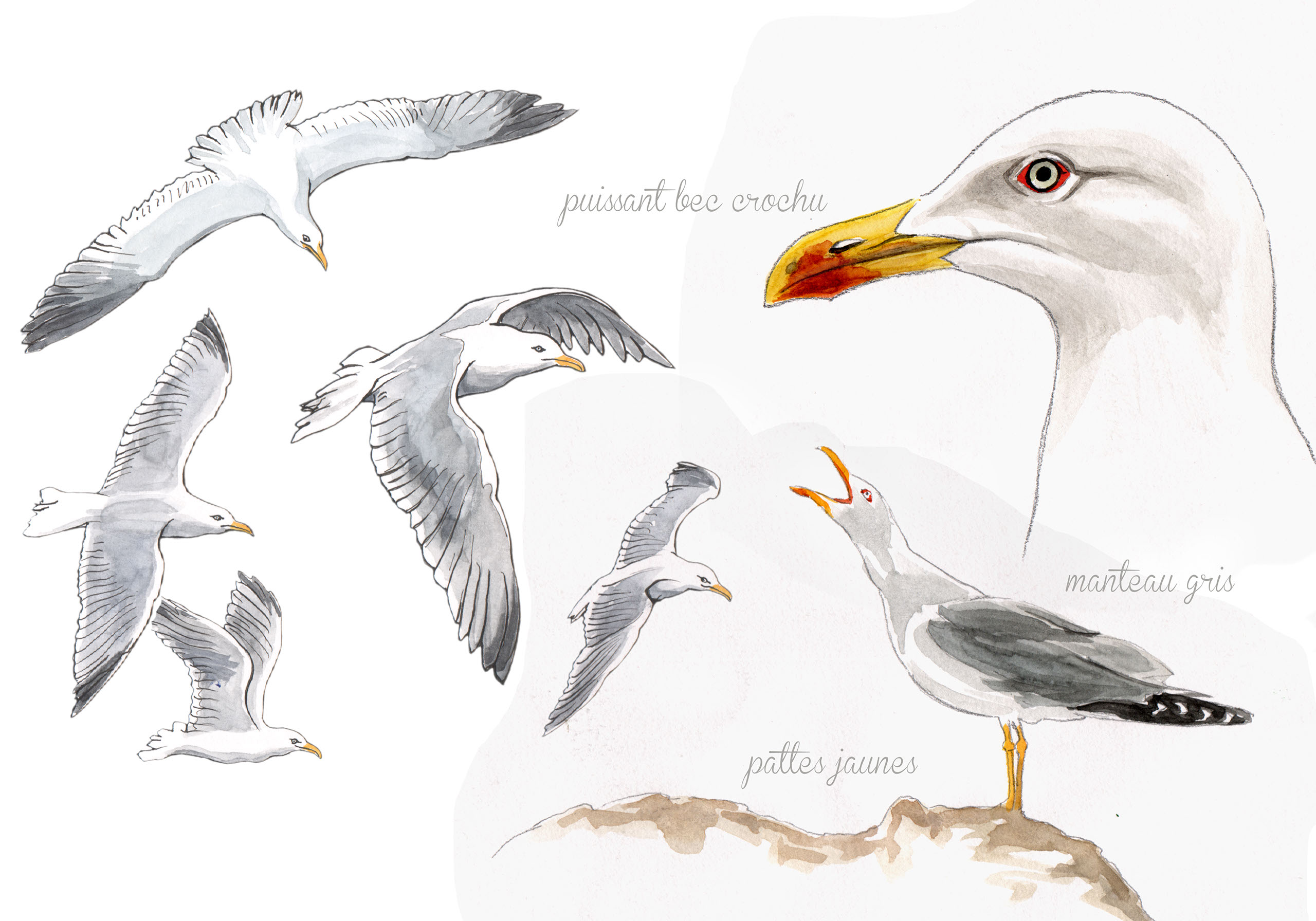 Dessin naturaliste Faune Dessin naturaliste Faune